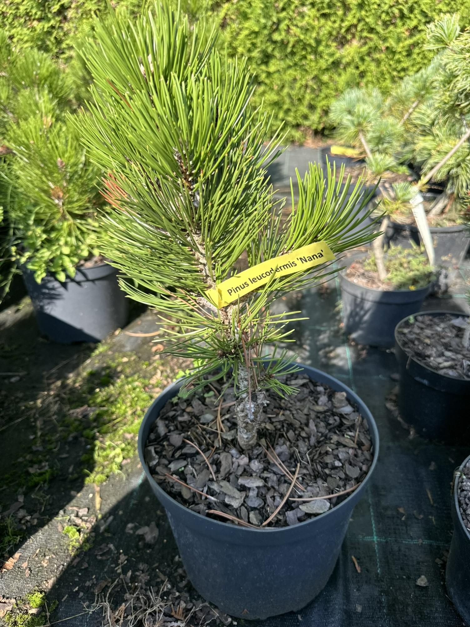 Сосна белокорая Нана